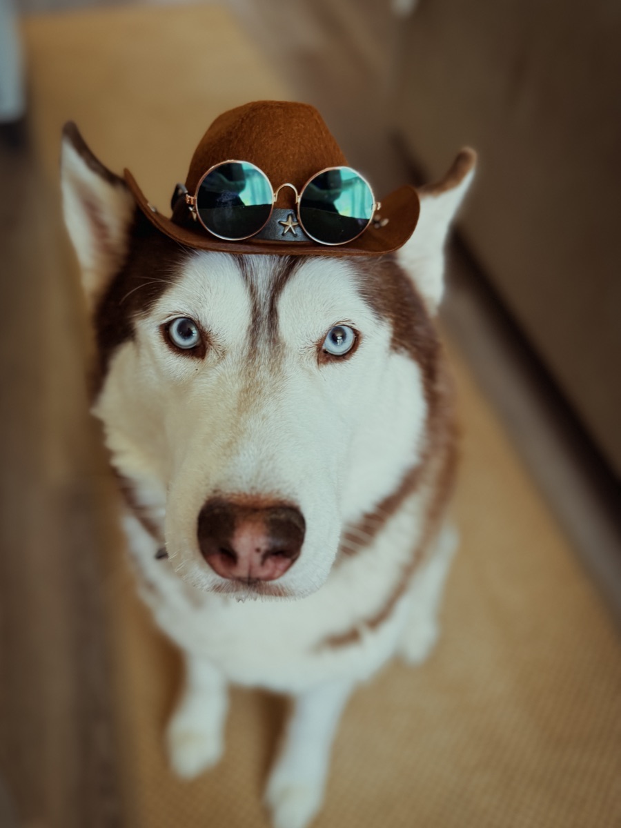 Aspen, a brown and white husky wearing a cowboy hat and round sunglasses