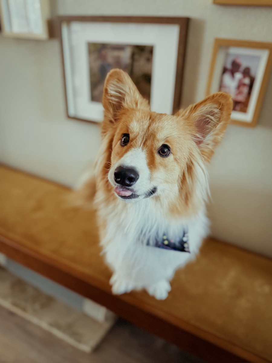 Gibson, a long haired Pembroke corgi with his paws up on a bench