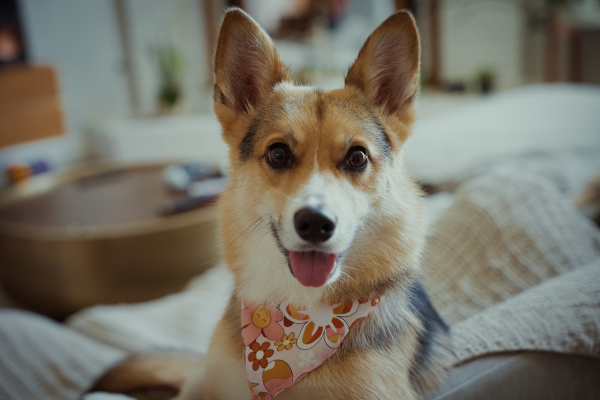 Junie, a corgi husky mix in a floral bandana, ears up