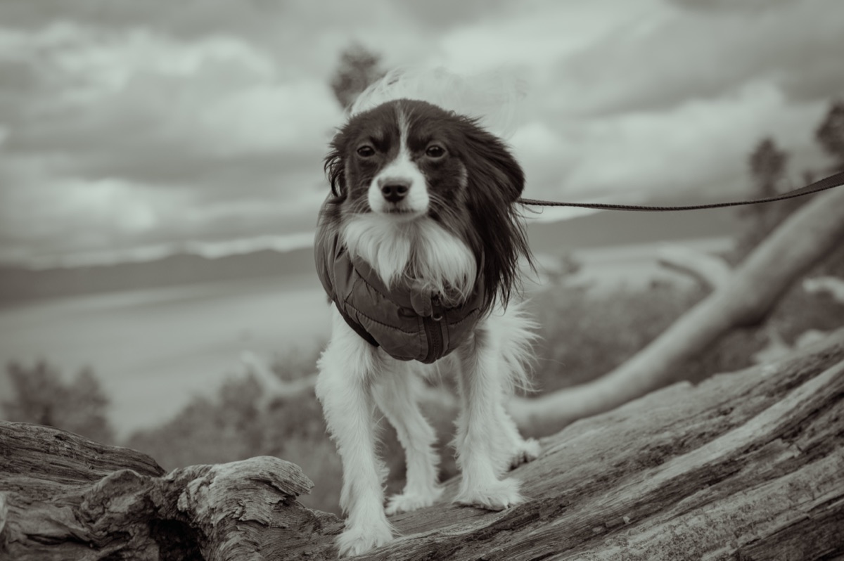 Pixel, a papillon in a quilted coat, standing on a fallen log above a lake