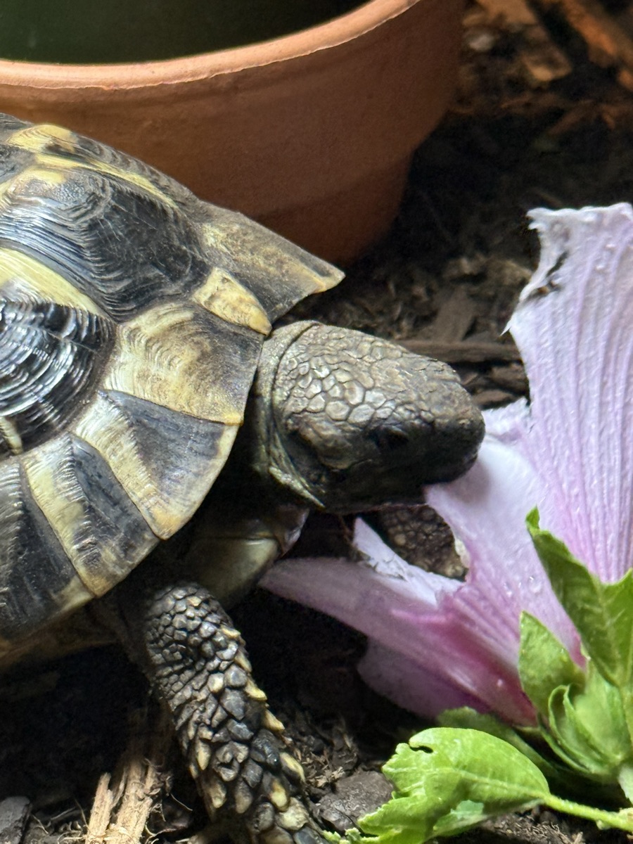 Torti, a tortoise mid-bite on a pink hibiscus flower beside a terracotta pot