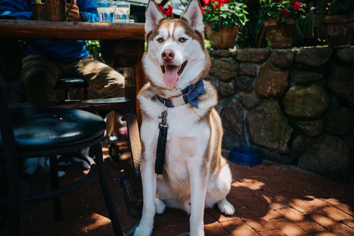 Ares sitting on a sunlit patio in a blue polka-dot bow tie, ears up and tongue out