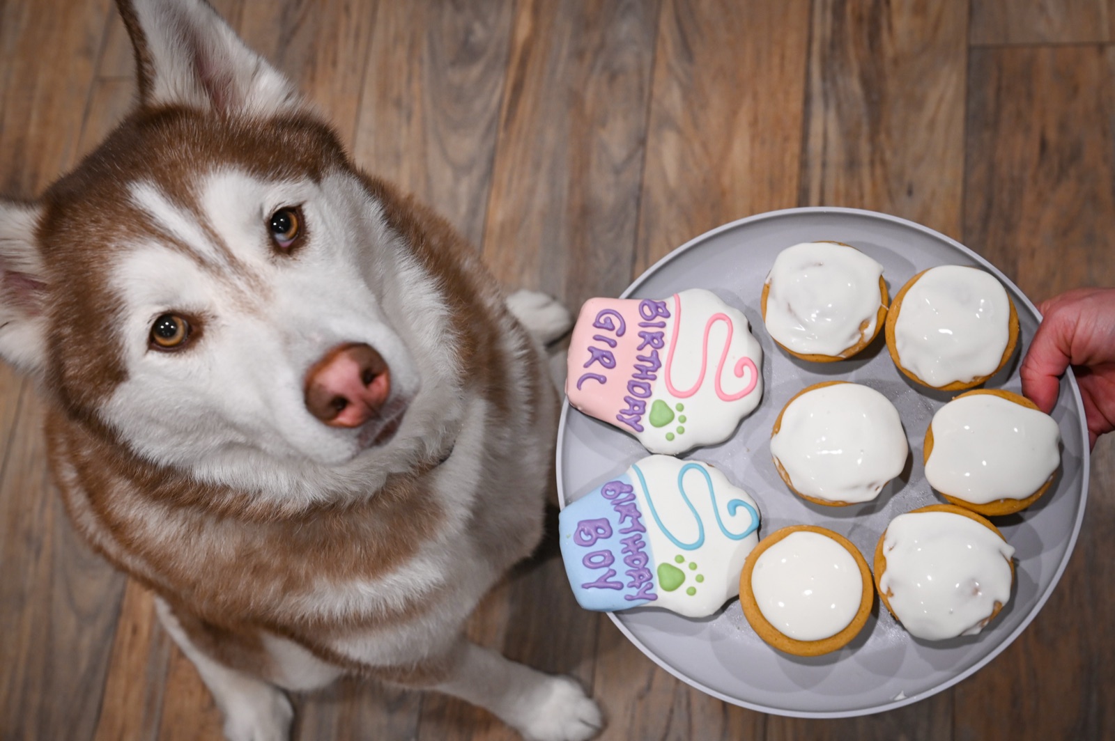 Ares looking up at the camera beside a plate of iced birthday cookies