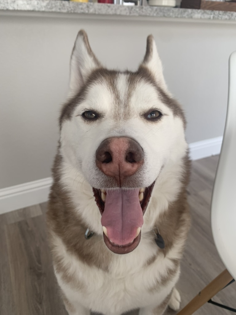 Ares, a copper-and-white Siberian Husky, sitting indoors and grinning at the camera with his tongue out